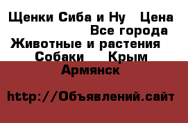 Щенки Сиба и Ну › Цена ­ 35000-85000 - Все города Животные и растения » Собаки   . Крым,Армянск